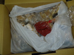 IMGP2339.jpg