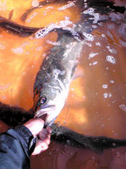 20091014085855.jpg