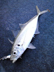 20091014100543.jpg