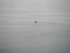 IMGP5685.jpg