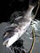 20100505112516.jpg