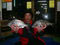 IMGP0656.jpg